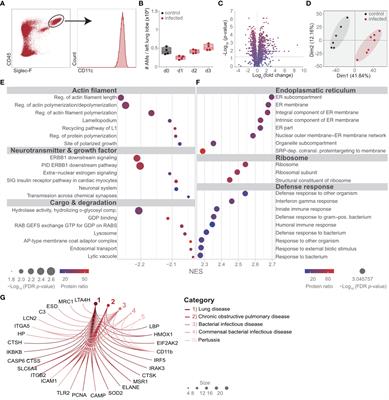 Comparative transcriptomic and proteomic signature of lung alveolar macrophages reveals the integrin CD11b as a regulatory hub during pneumococcal pneumonia infection